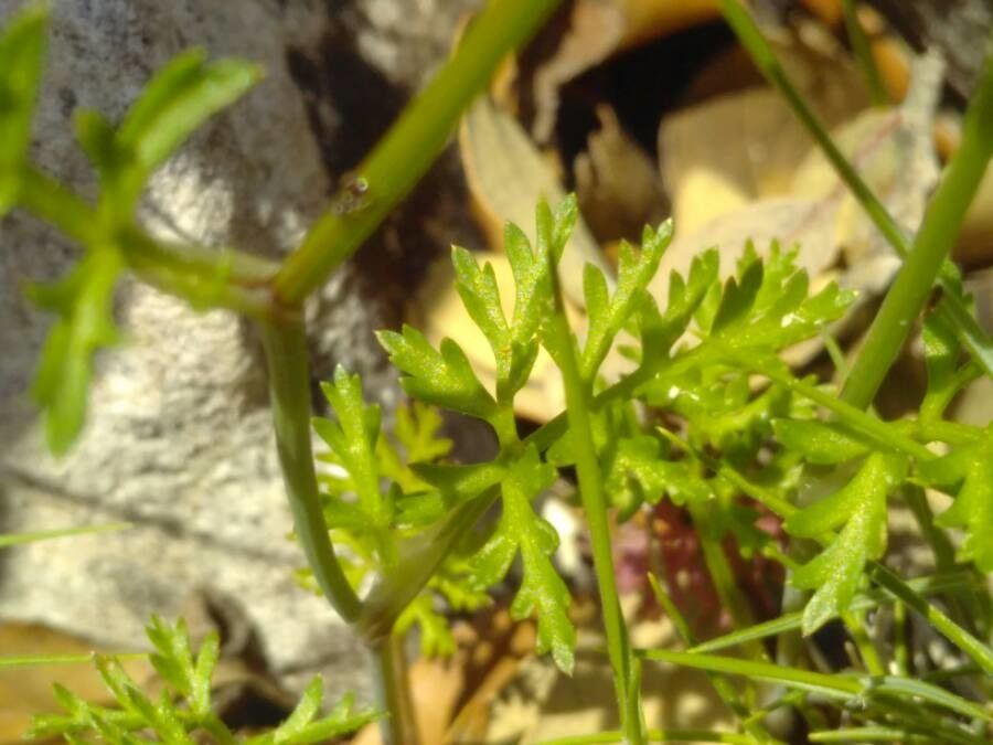 Caucalis platycarpos leaf