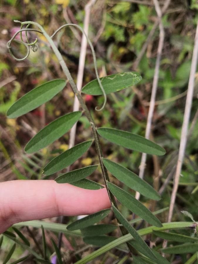 Vicia dasycarpa leaf