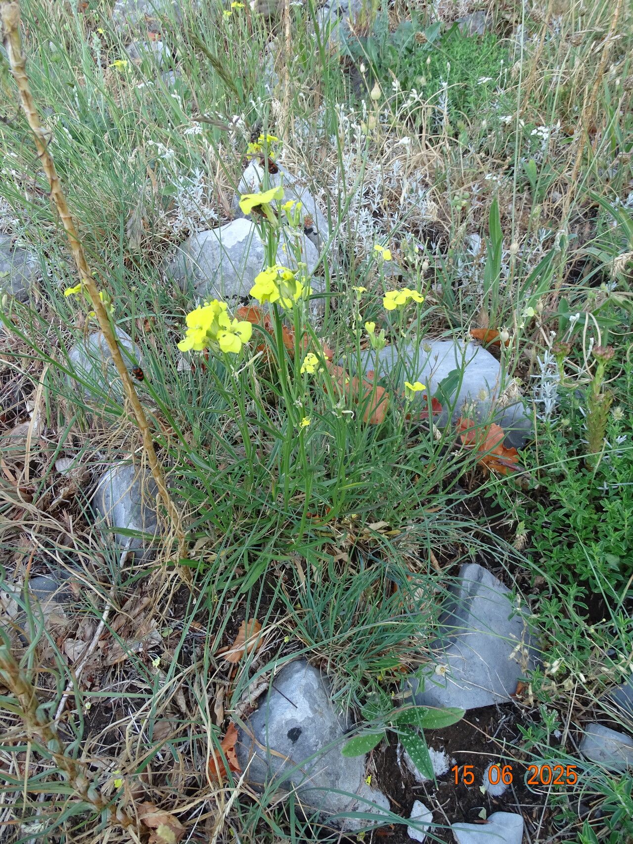 Erysimum apenninum habit