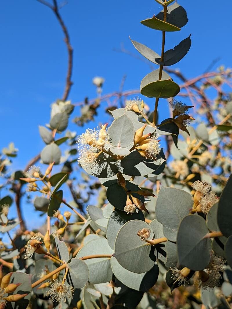 Eucalyptus gillii flower