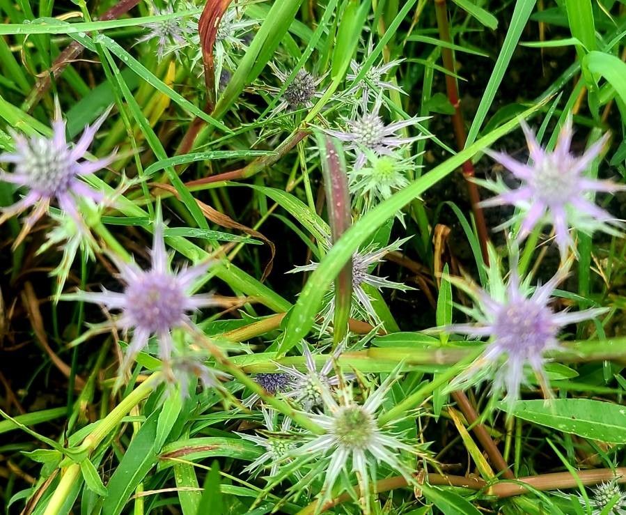 Eryngium hookeri leaf