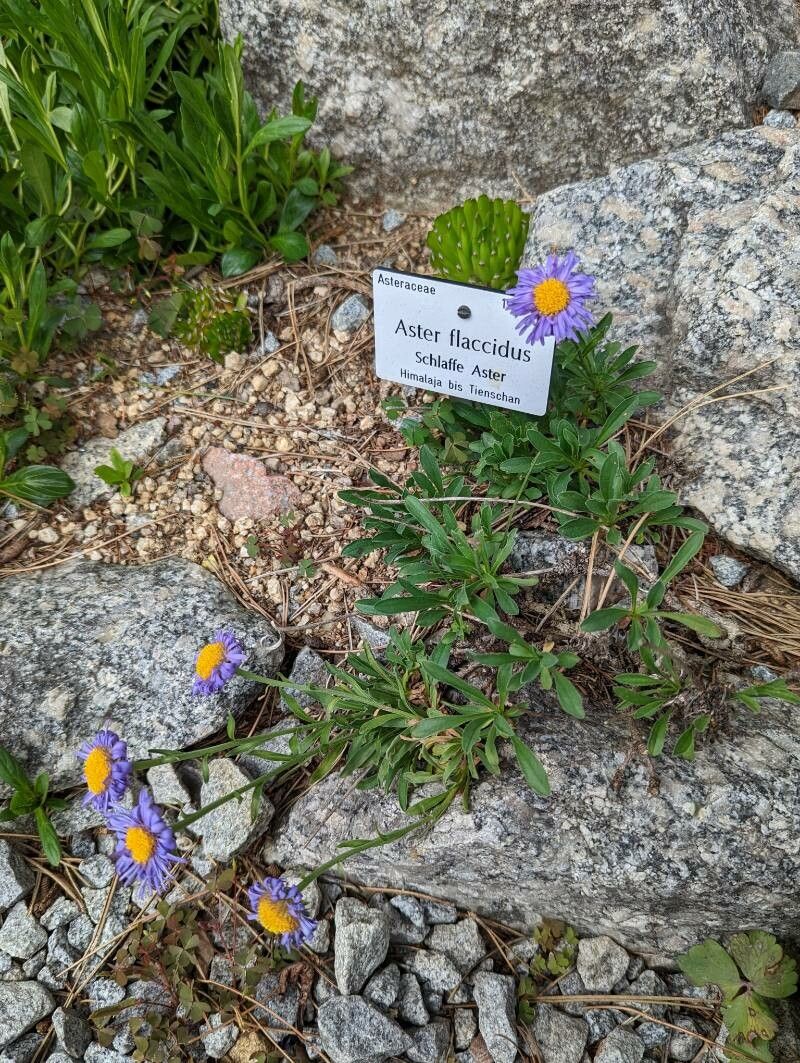 Aster flaccidus habit