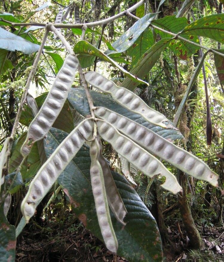 Inga multinervis fruit