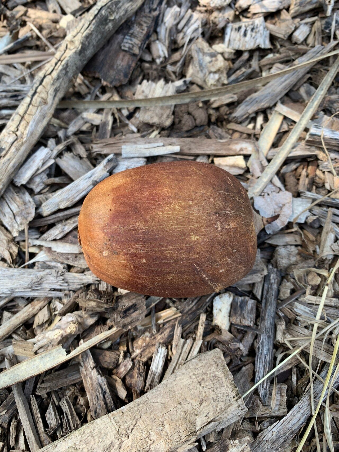 Attalea brasiliensis fruit