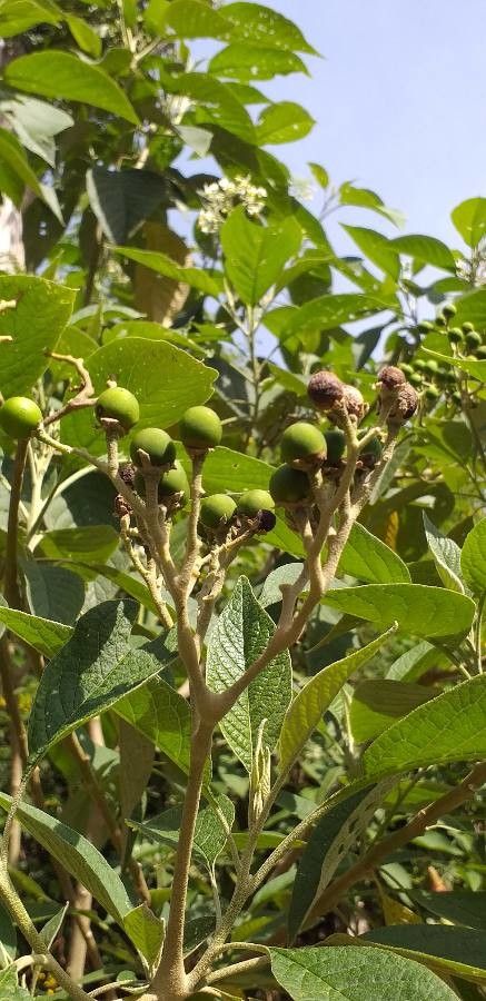 Grewia monticola fruit