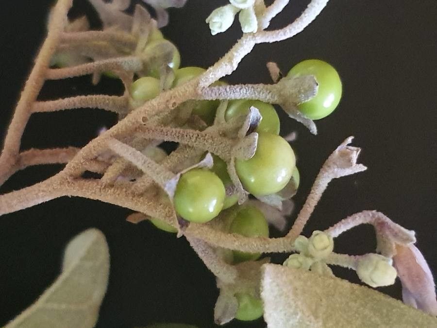 Solanum tettense fruit