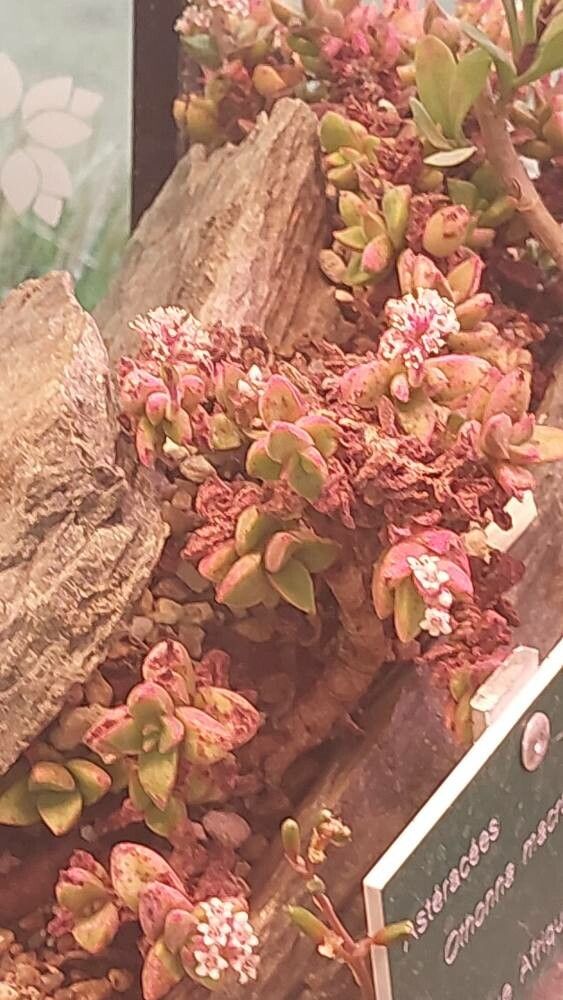 Othonna macrosperma — houseplant care guide