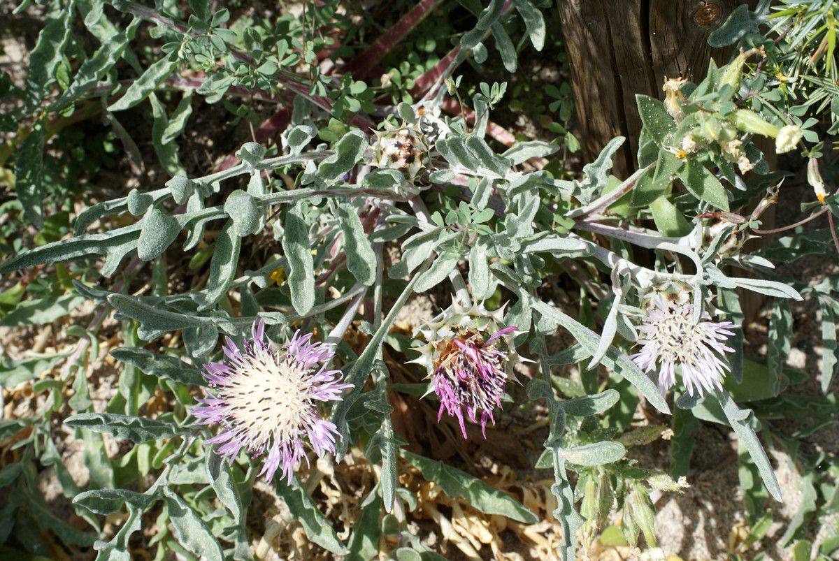Centaurea pumilio habit