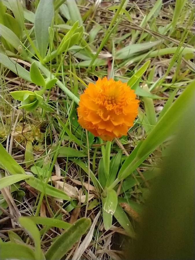 Polygala lutea flower