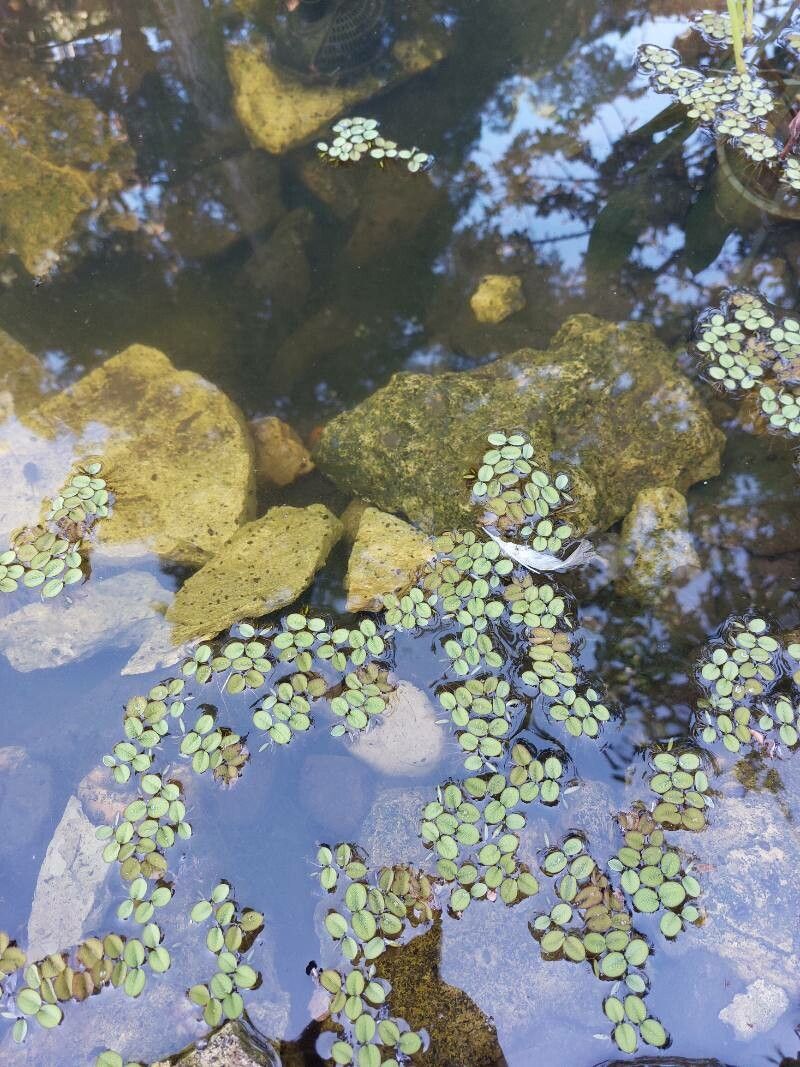 Salvinia minima flower