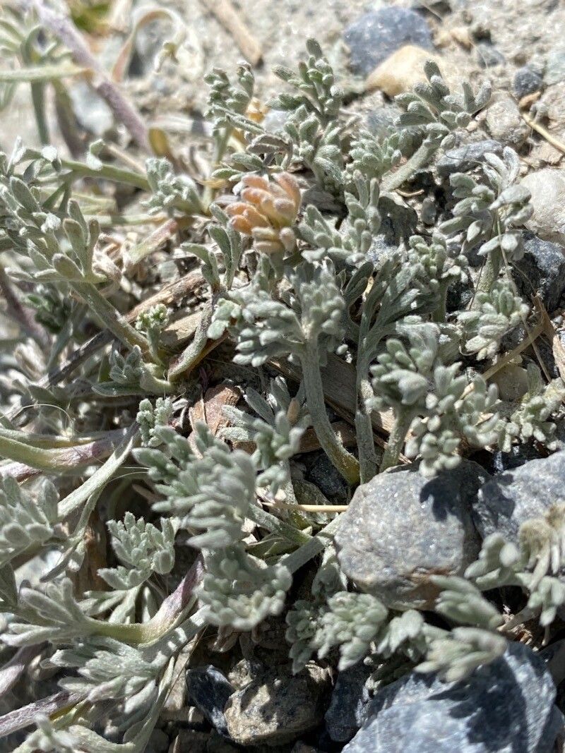 Artemisia glacialis — search result for 'Switzerland'