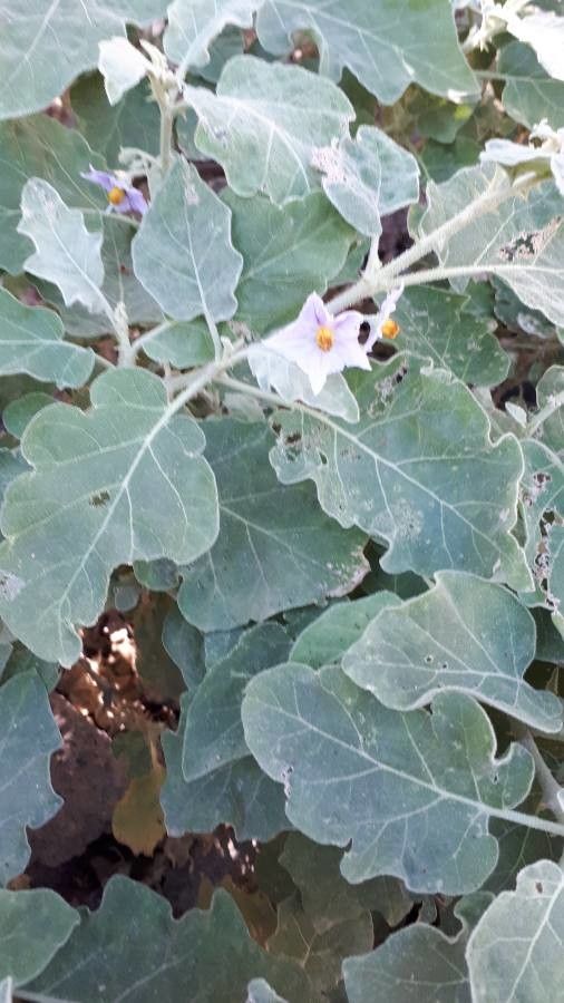Solanum incanum — search result for 'Solanum'