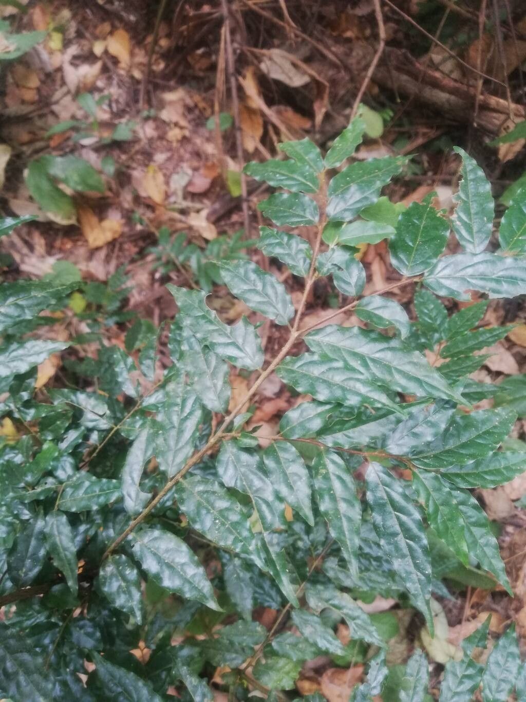 Terminalia hylodendron leaf