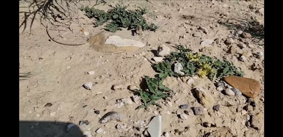 Asclepias prostrata — search result for 'Asclepias'