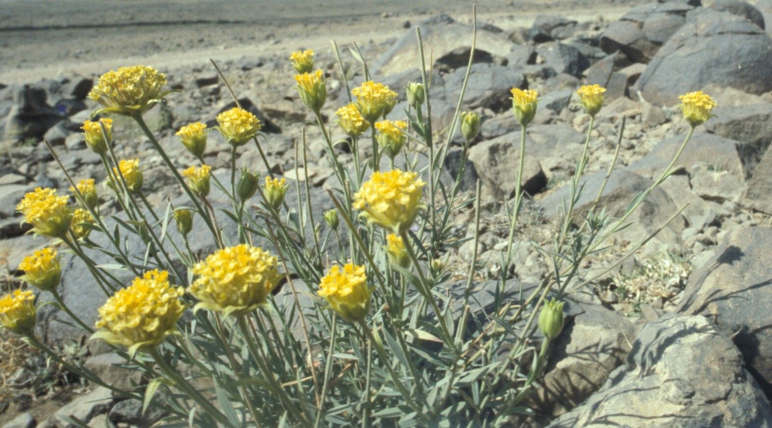 Acamptopappus shockleyi — houseplant care guide