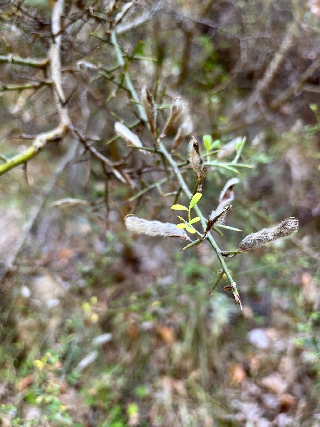 Calicotome villosa fruit