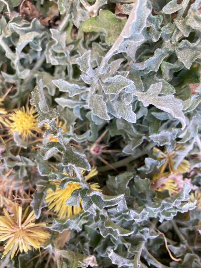 Centaurea acaulis leaf