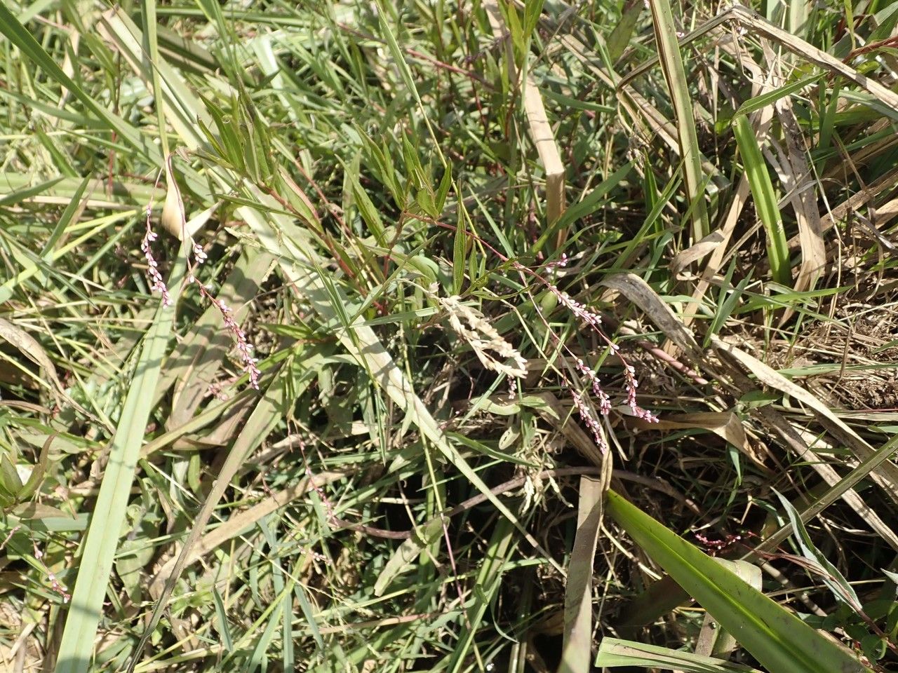Persicaria strigosa other