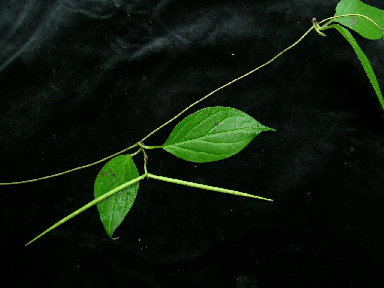 Ceropegia macrantha habit