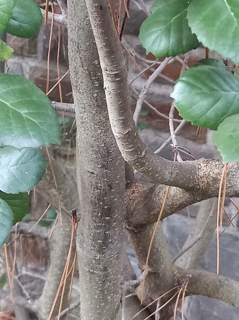 Quercus alnifolia bark