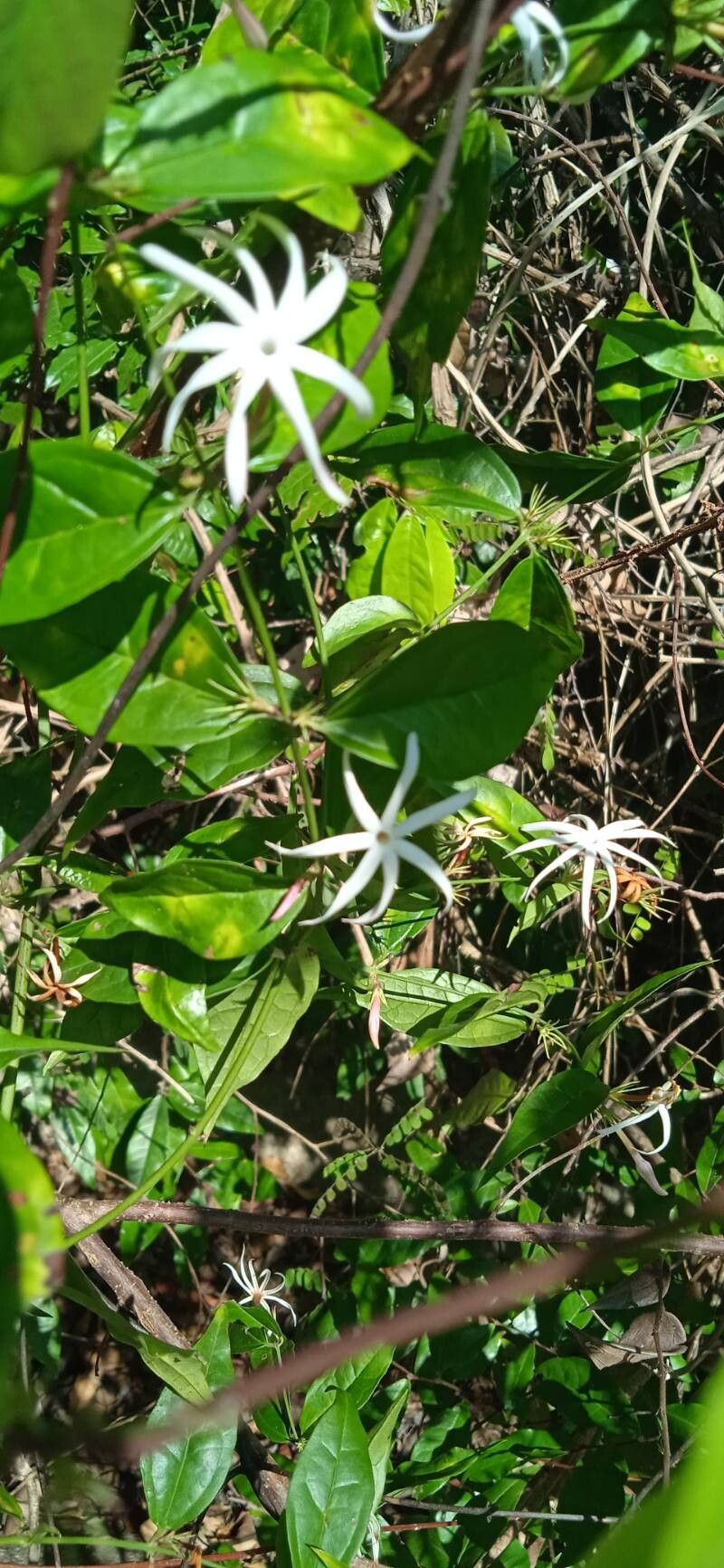 Jasminum adenophyllum habit