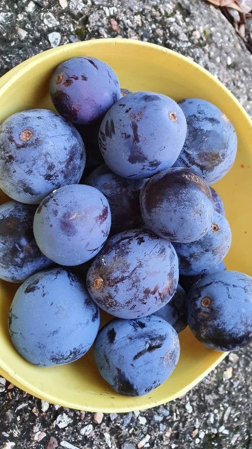 Davidsonia pruriens fruit