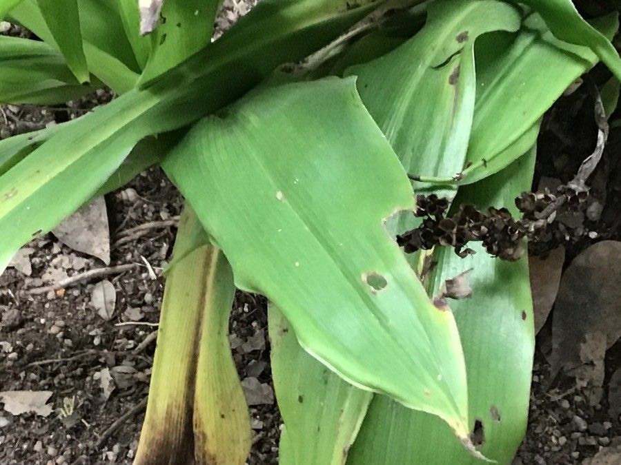Chlorophytum orchidastrum leaf