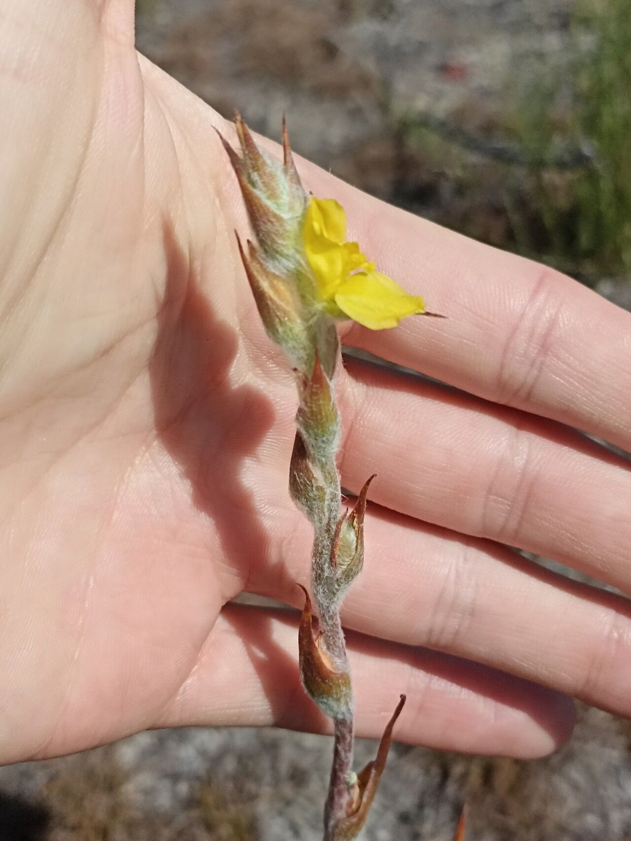 Philydrum lanuginosum flower