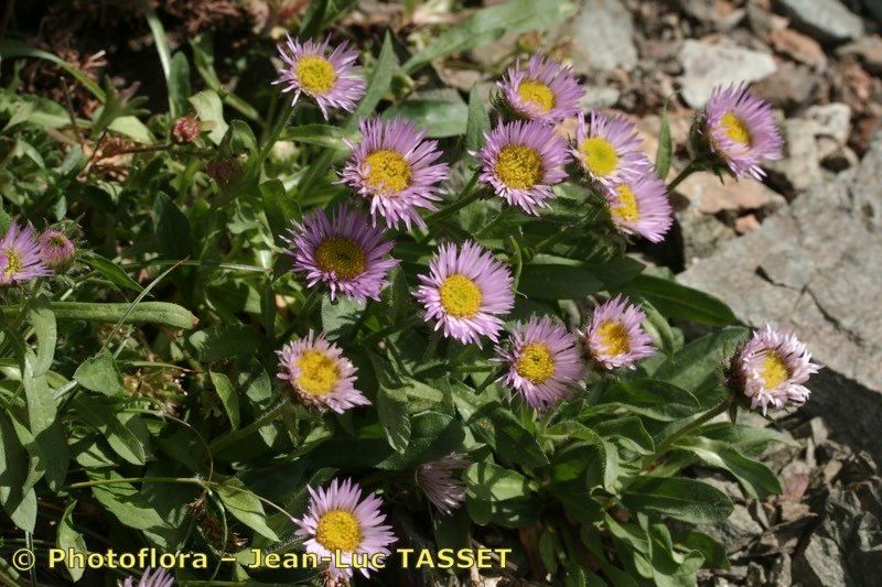Erigeron paolii habit