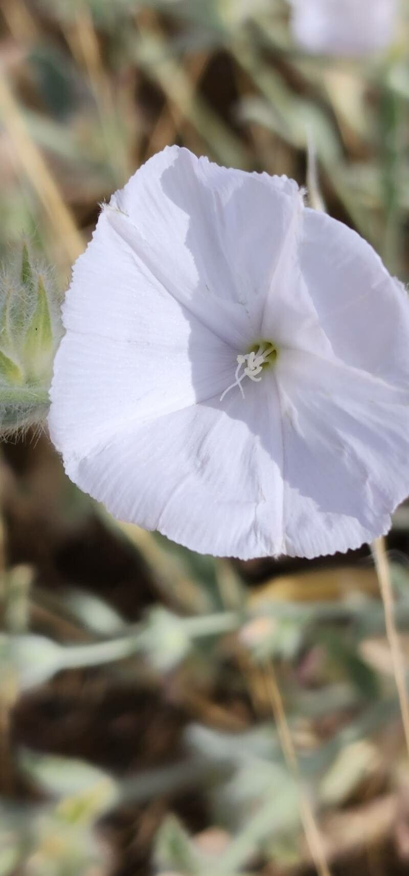 Convolvulus cephalopodus flower