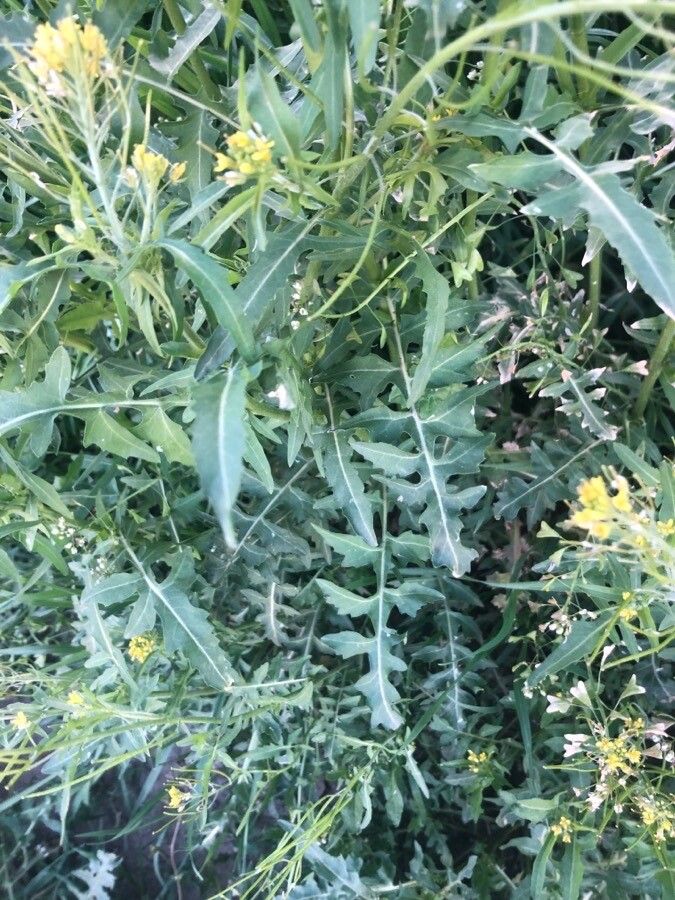 Sisymbrium irio leaf