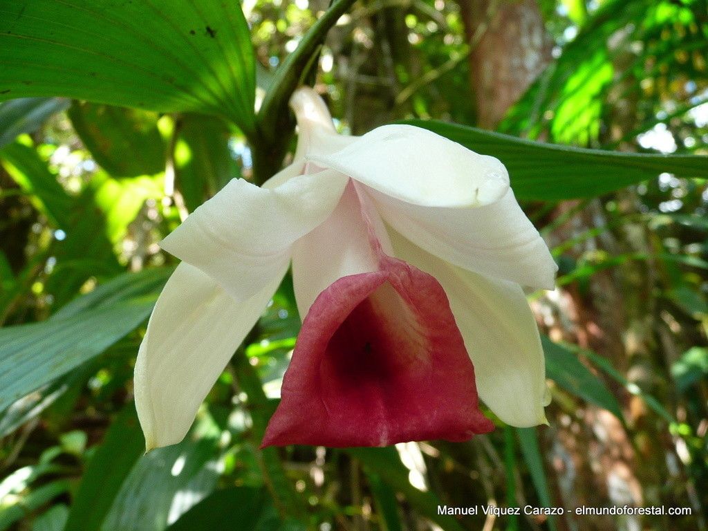 Sobralia helleri — houseplant care guide