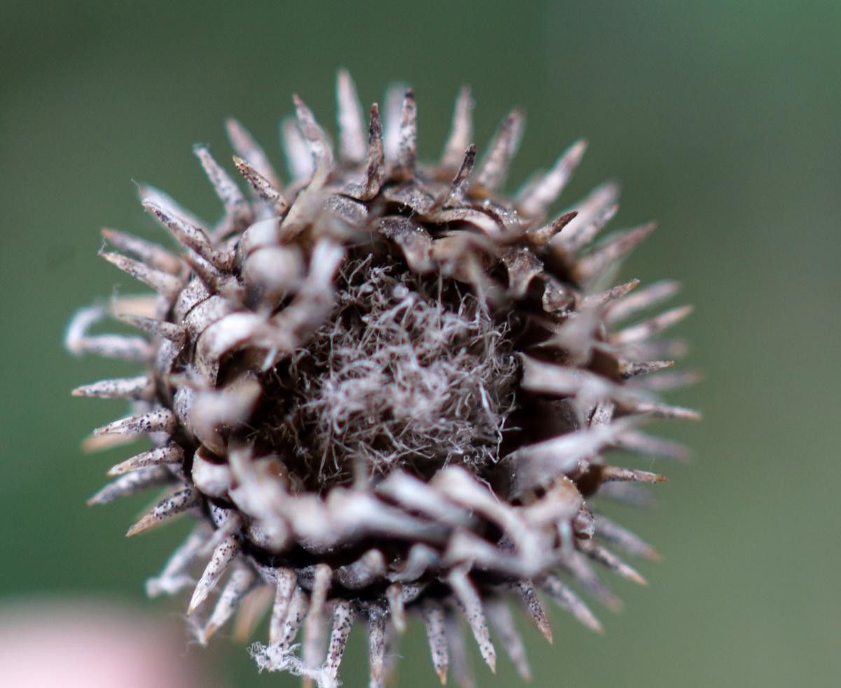 Ptilostemon gnaphaloides fruit