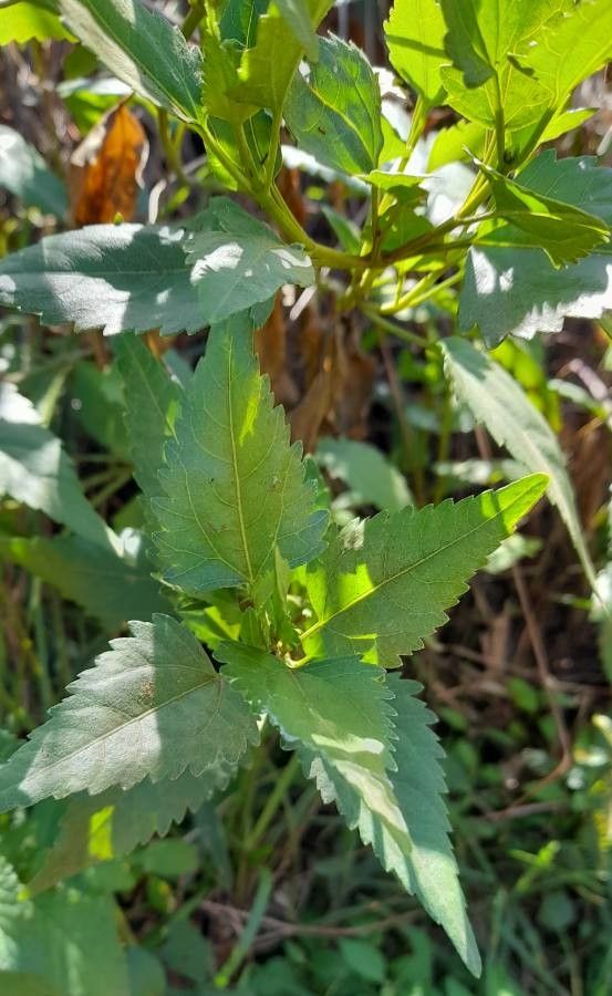 Calea pinnatifida — houseplant care guide