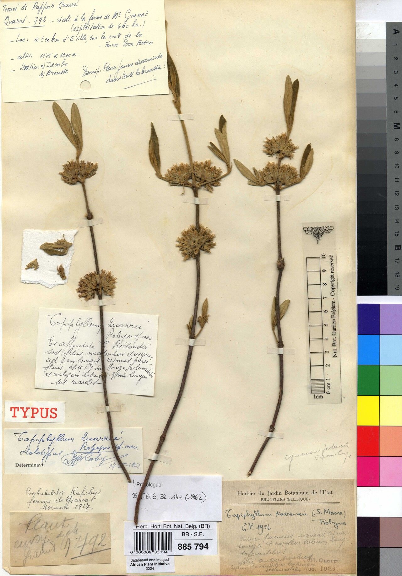 Vangueria quarrei — houseplant care guide