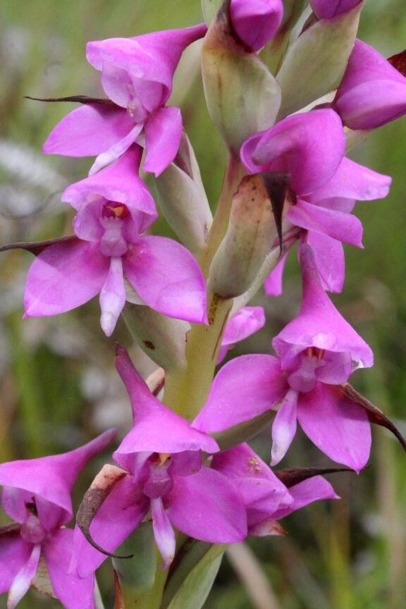 Disa caffra — houseplant care guide