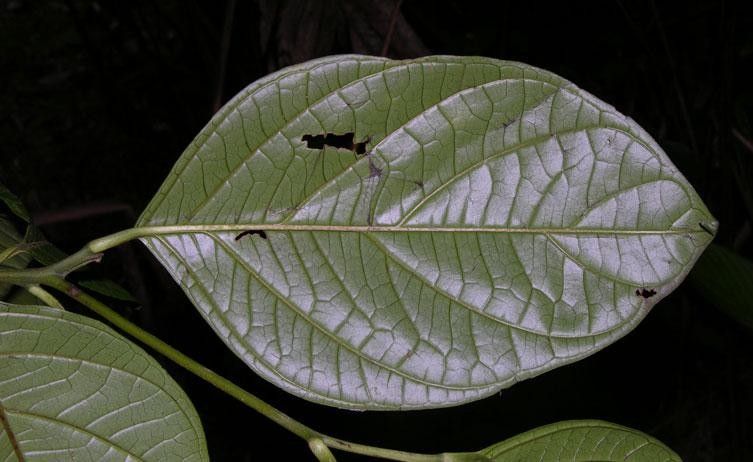 Cordia correae — houseplant care guide