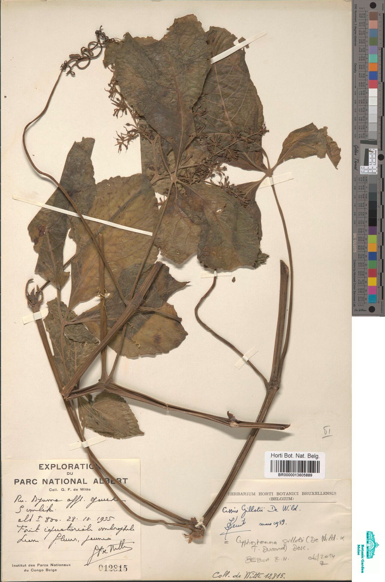 Cyphostemma gilletii — houseplant care guide