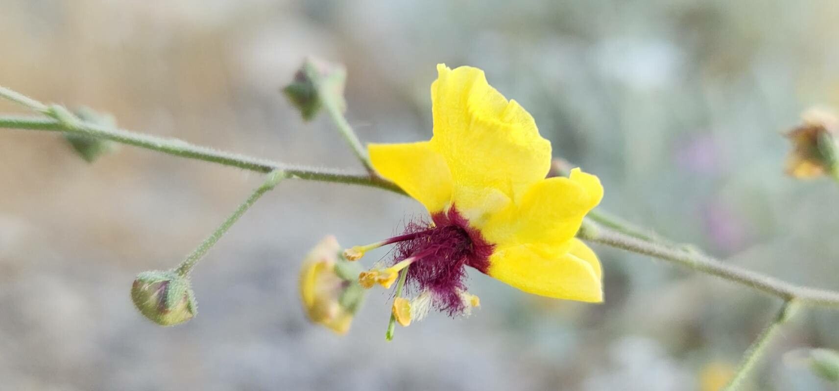 Verbascum farsistanicum flower