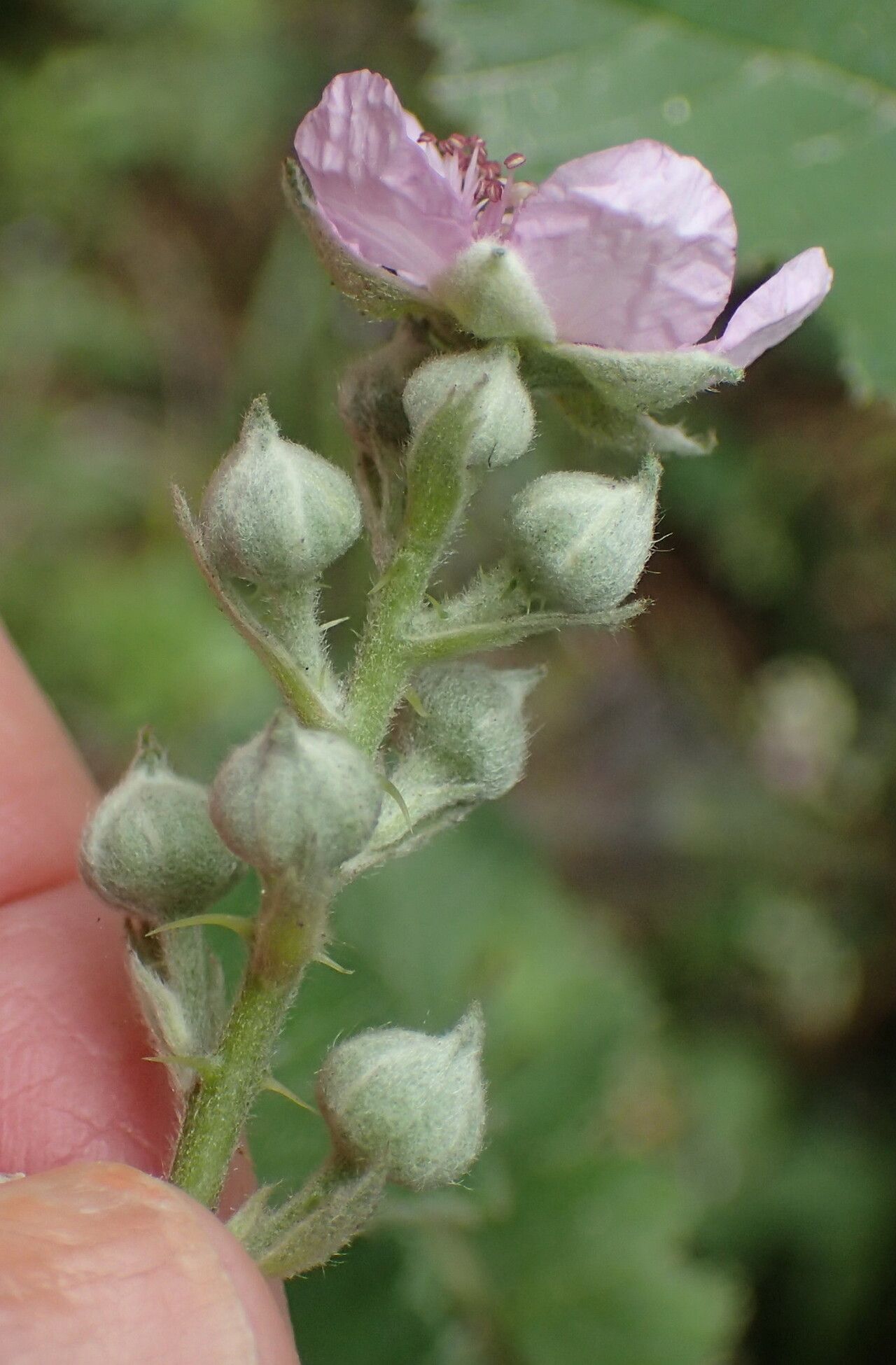 Rubus rigidus flower