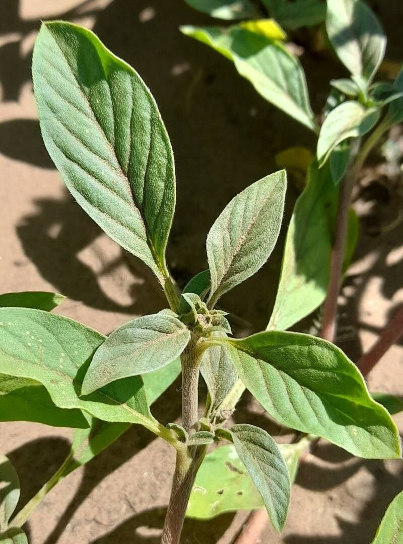 Gomphrena martiana — search result for 'Gomphrena'