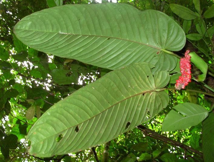 Anthurium cuspidatum — search result for 'Anthurium'