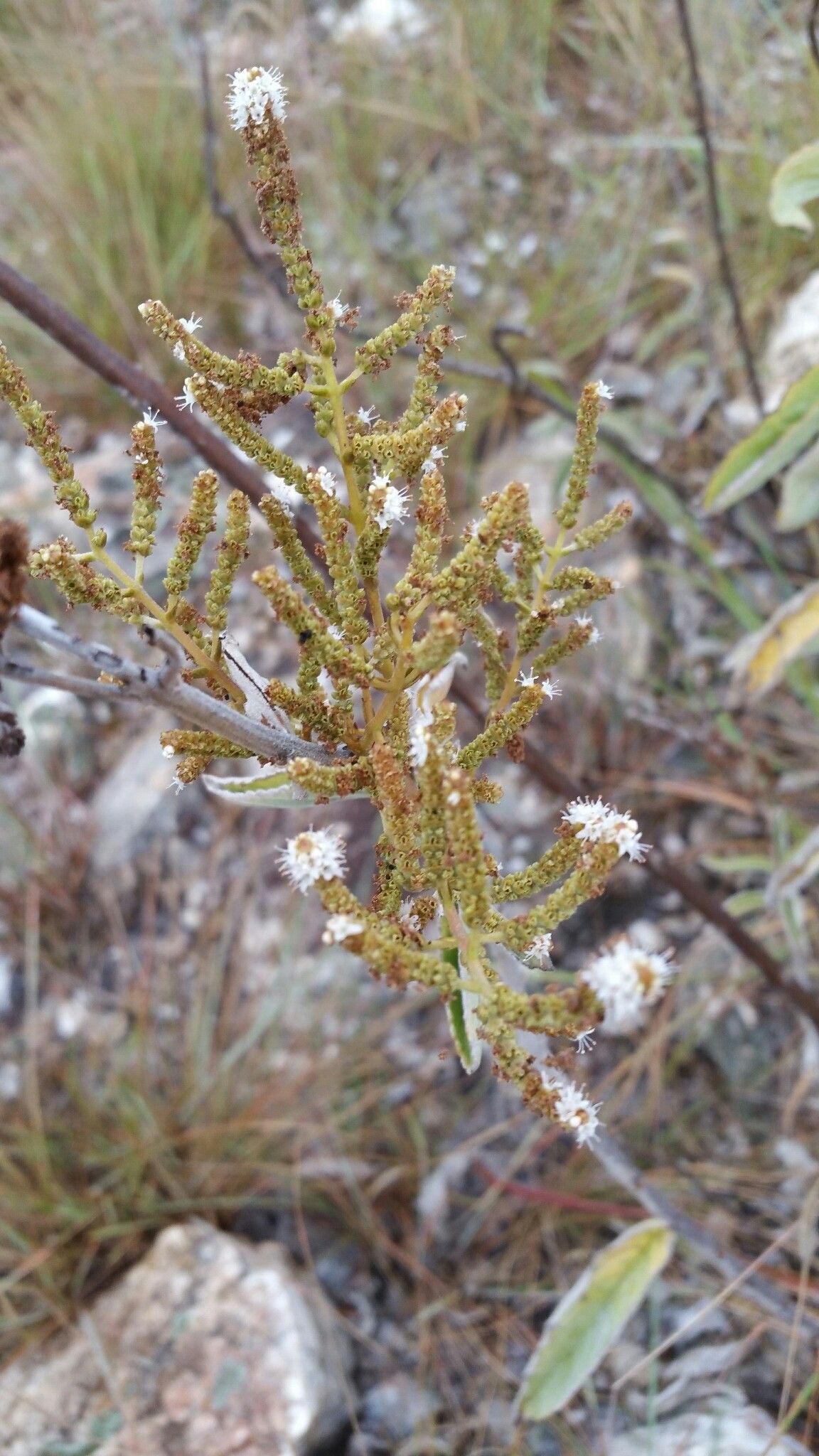 Tetradenia fruticosa flower