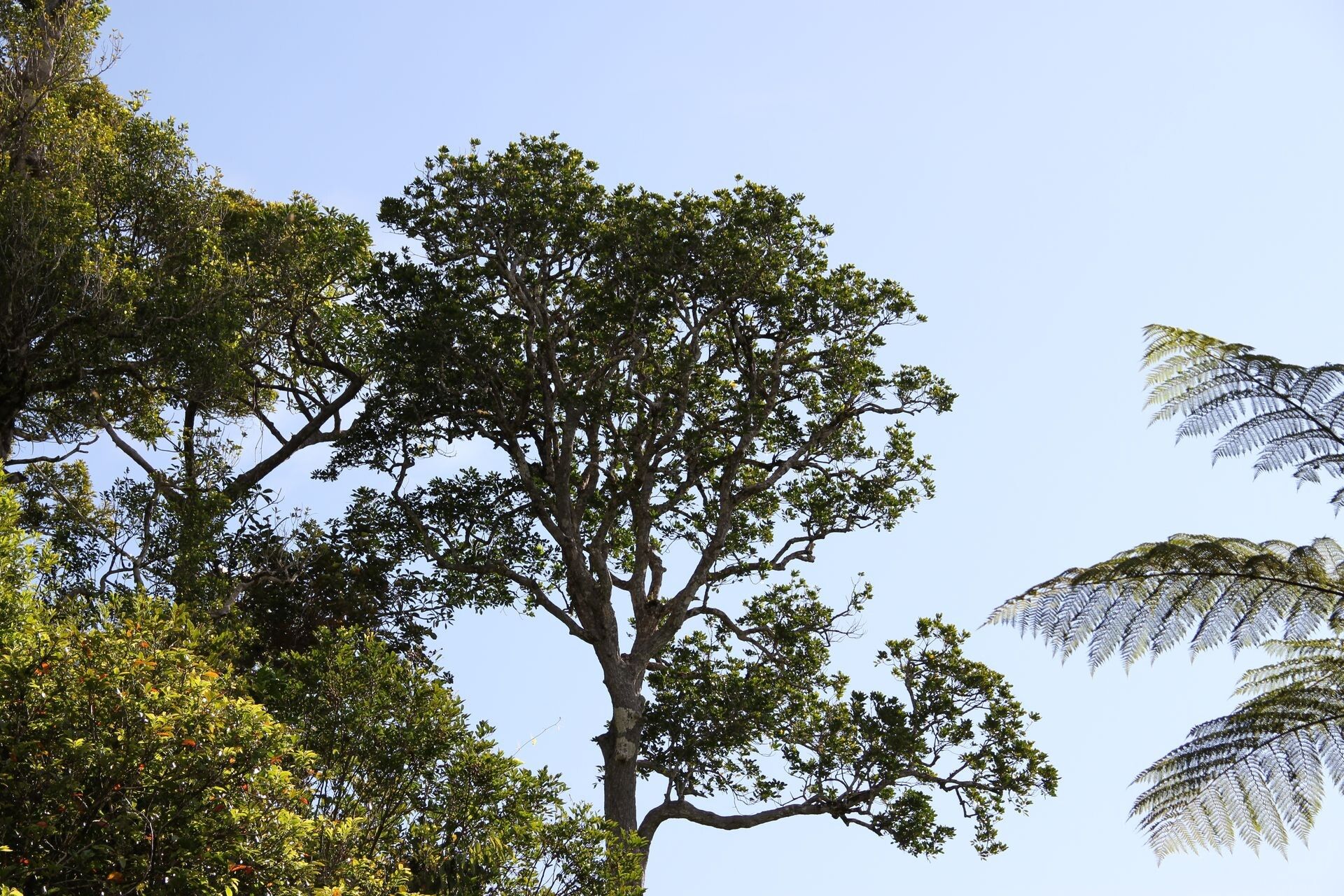 Anthocarapa nitidula habit
