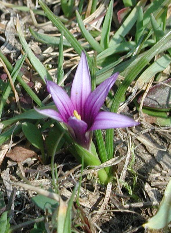 Romulea linaresii — search result for 'Romulea'