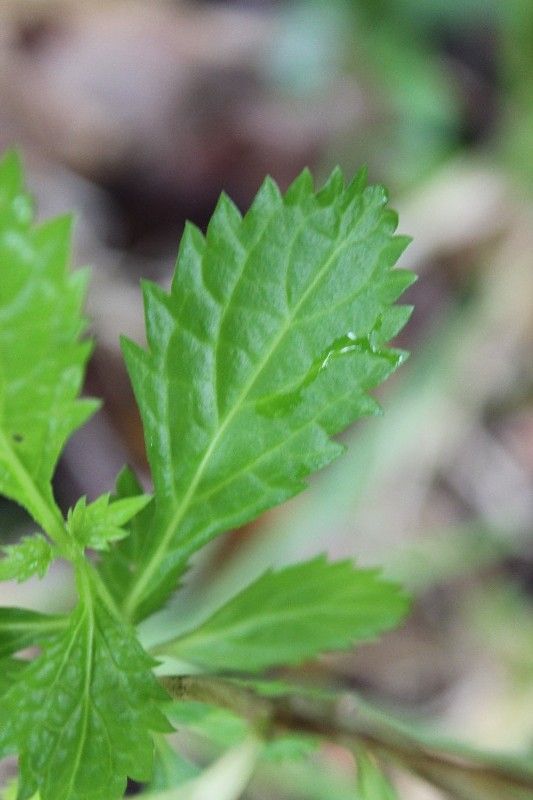 Stachytarpheta urticifolia leaf