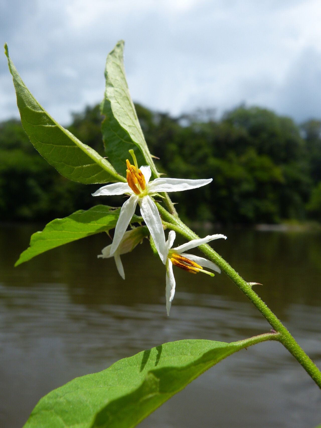 Solanum monachophyllum — houseplant care guide