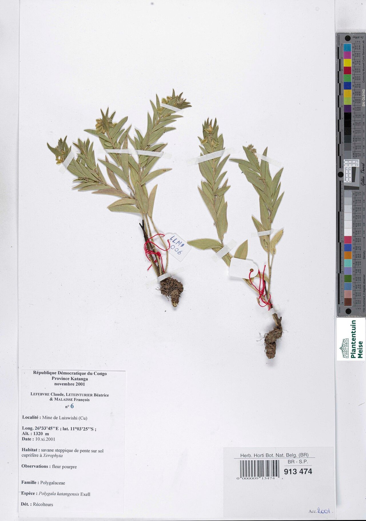 Polygala myrtillopsis — houseplant care guide