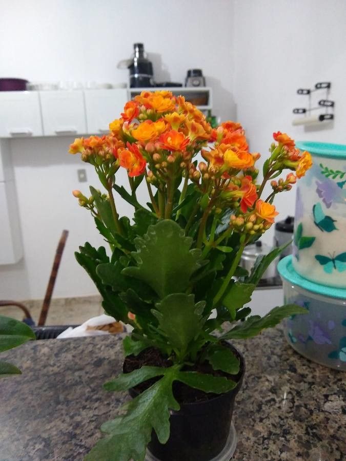 Kalanchoe abrupta flower