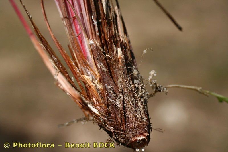 Armeria macrophylla fruit